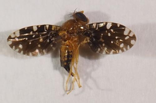 Blepharoneura sp.
